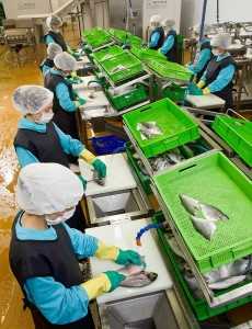 Бизнес план цеха переработки рыбы