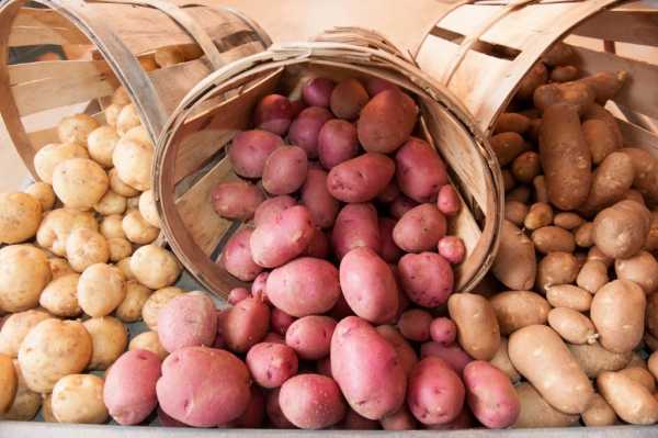 Бизнес план картофельного хозяйства