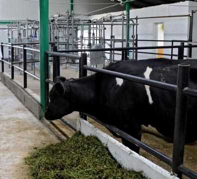 Бизнес план молочной фермы на 100 голов