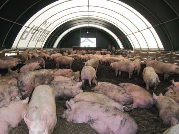 Домашнее разведение свиней как бизнес: основные правила и бизнес-план