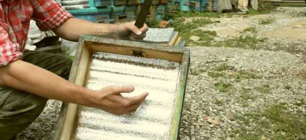 Пчелы как бизнес рентабельность