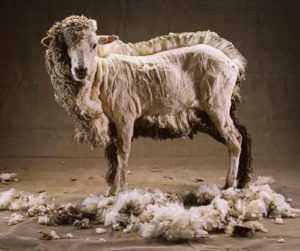 Переработка шерсти овец как бизнес