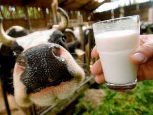 Разведение молочных коров как бизнес
