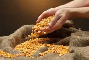 Выращивание кукурузы как бизнес