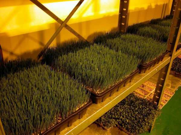 Выращивание микрозелени как бизнес
