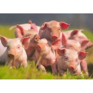 Выращивание свиней как бизнес