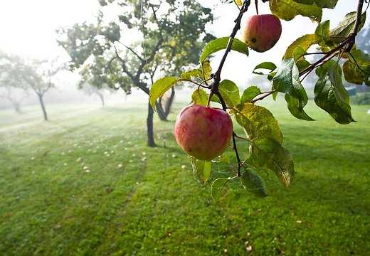 Яблочный сад как бизнес